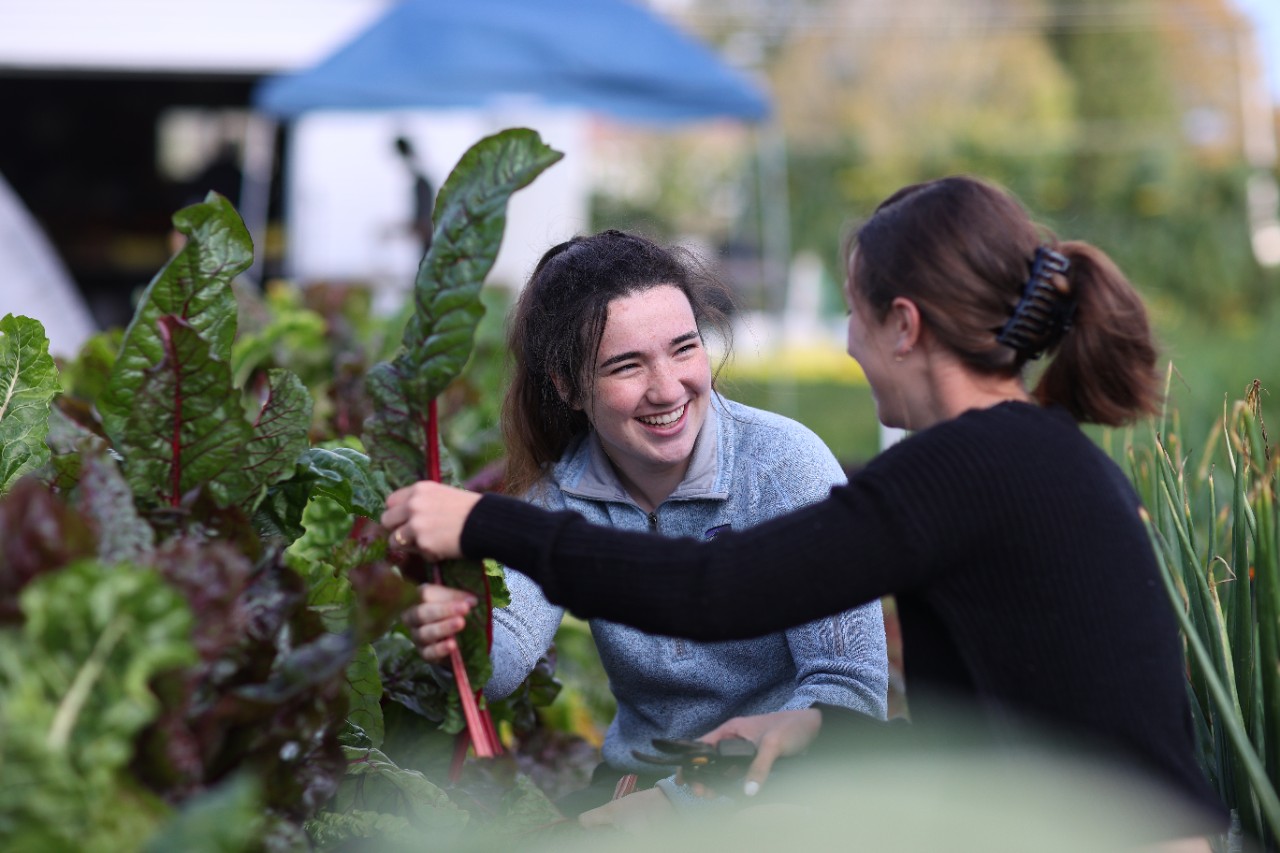 Agriculture students harvest chard. 2 students kneel in a chard patch. One faces the camera smiling.