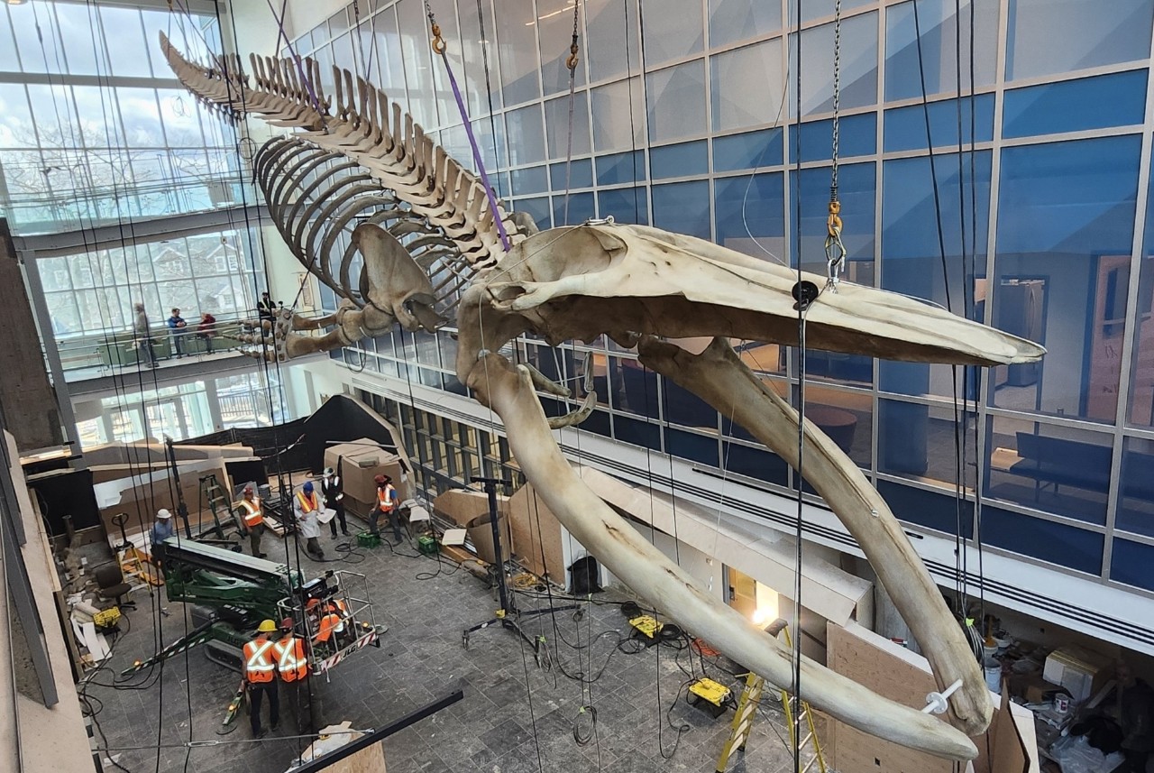 Blue whale skeleton installation from life sciences centre vantage point