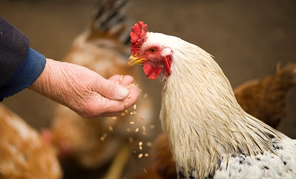 Cluckify, a new app developed at Dal, can help farmers and other chicken owners know what members of their flock are 'feeling.'