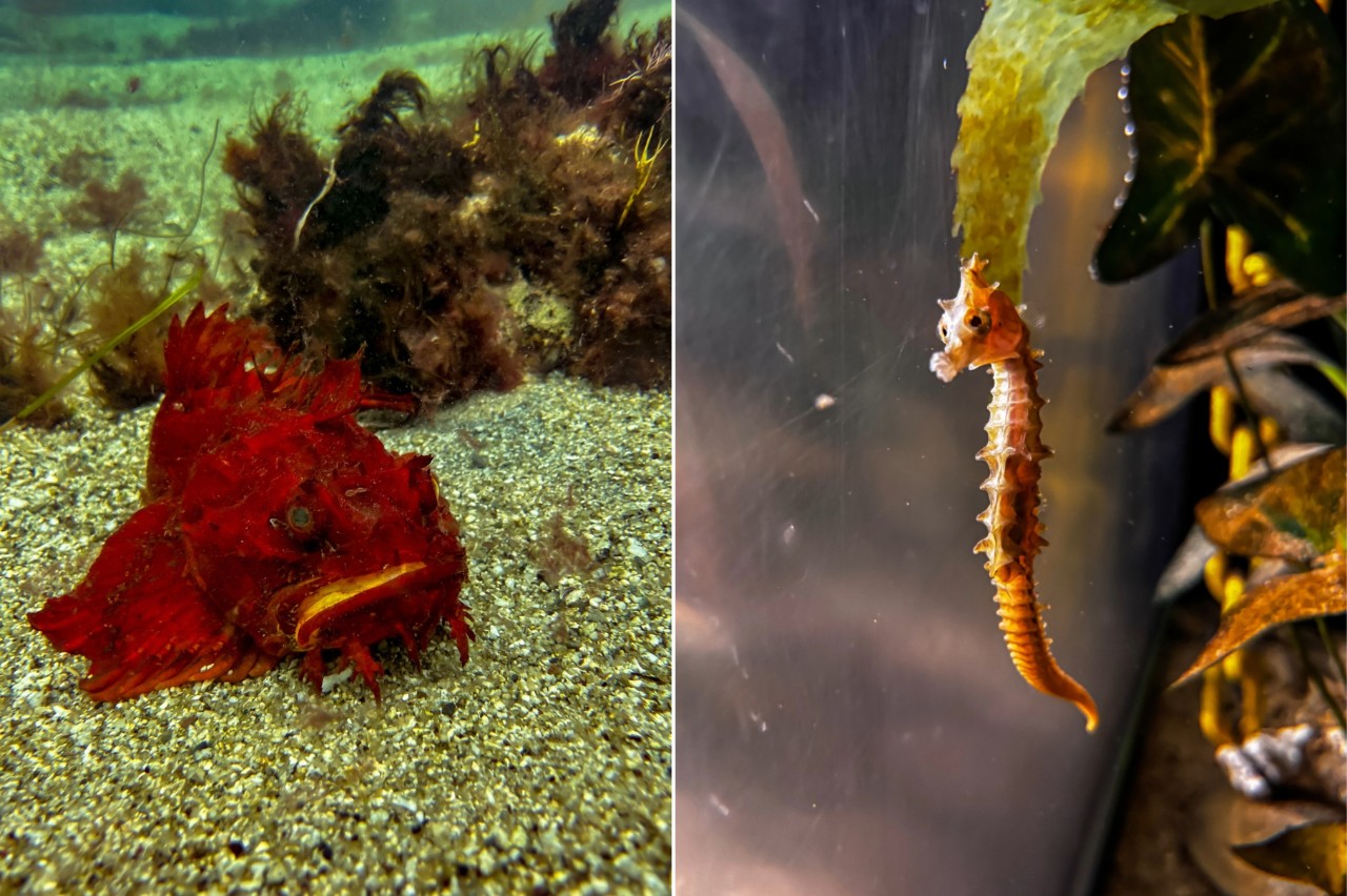 A sea raven and a seahorse swim among aquatic plants in clear tanks filled with water.