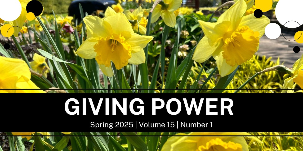 Daffodils in bloom