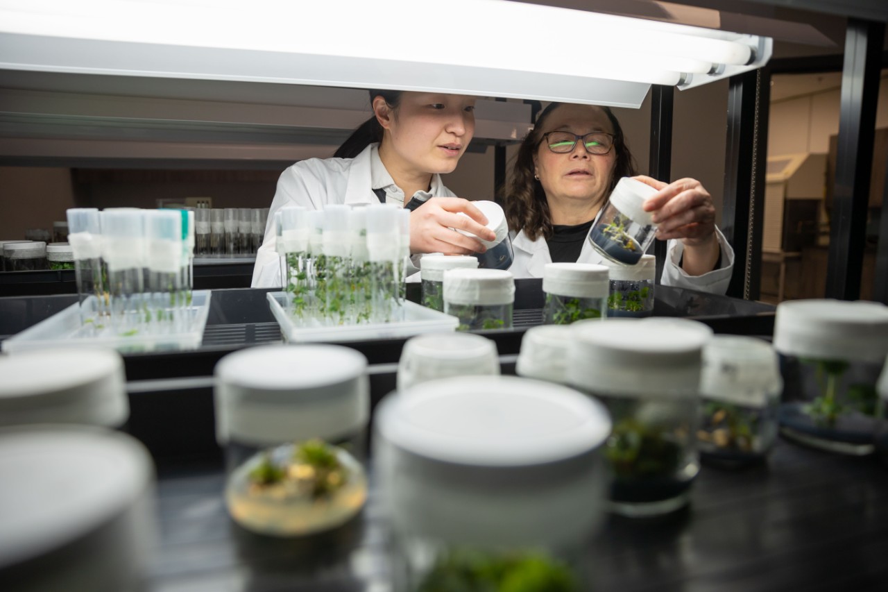 two researchers examining plants