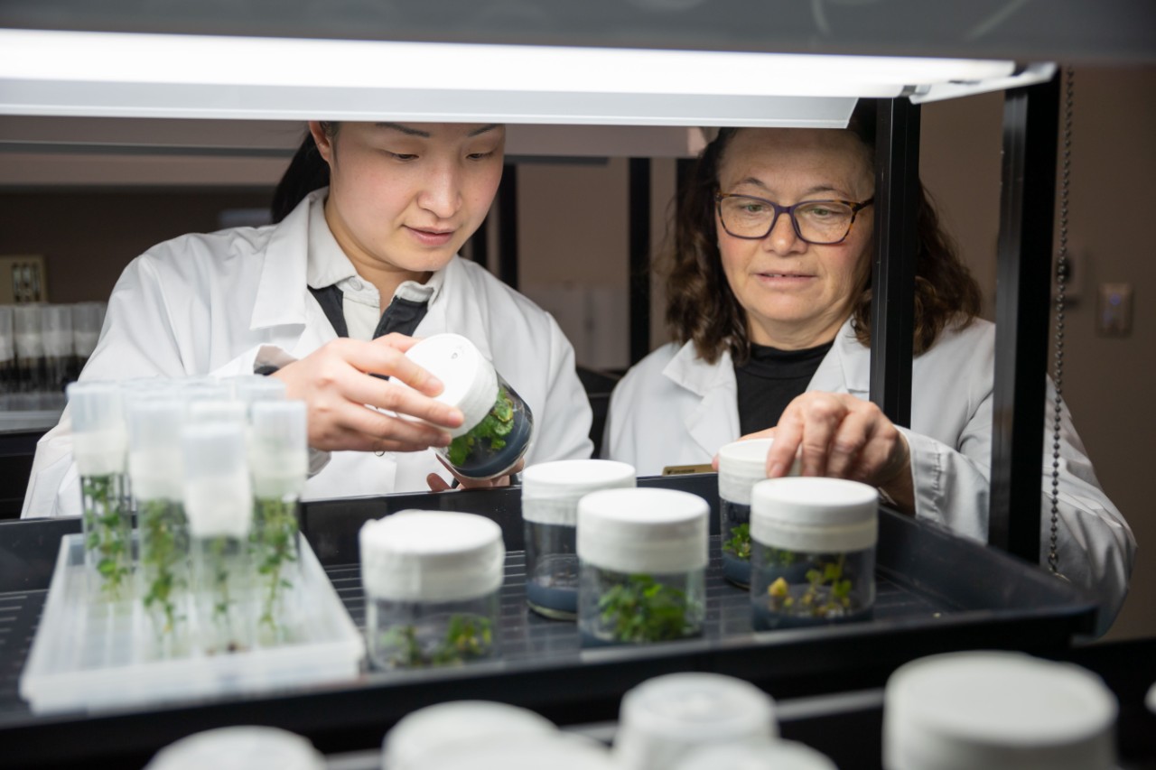 Two scientists observing plant samples.