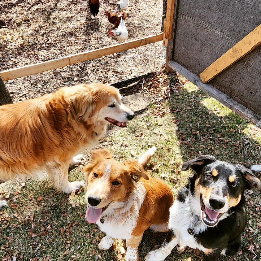 Three dogs are sitting outdoors next to chickens in a yard.