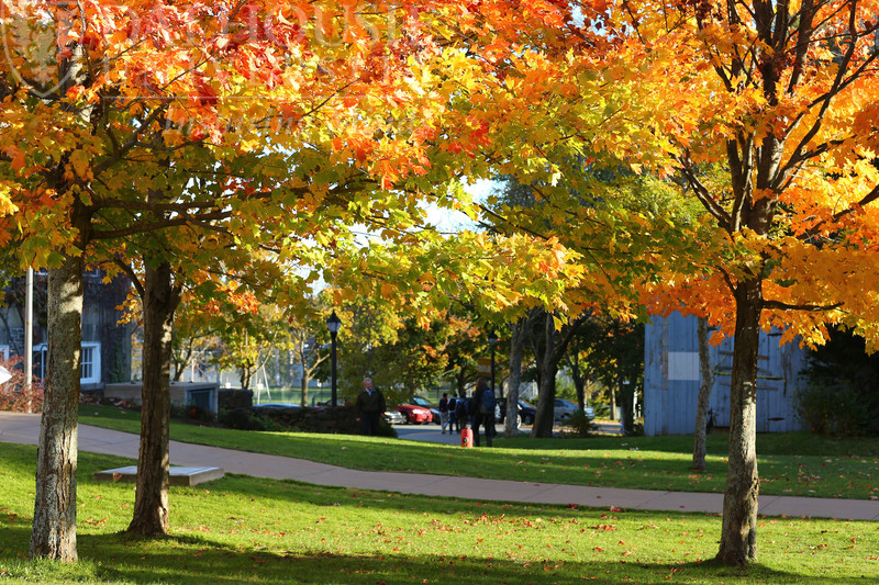 autumn trees