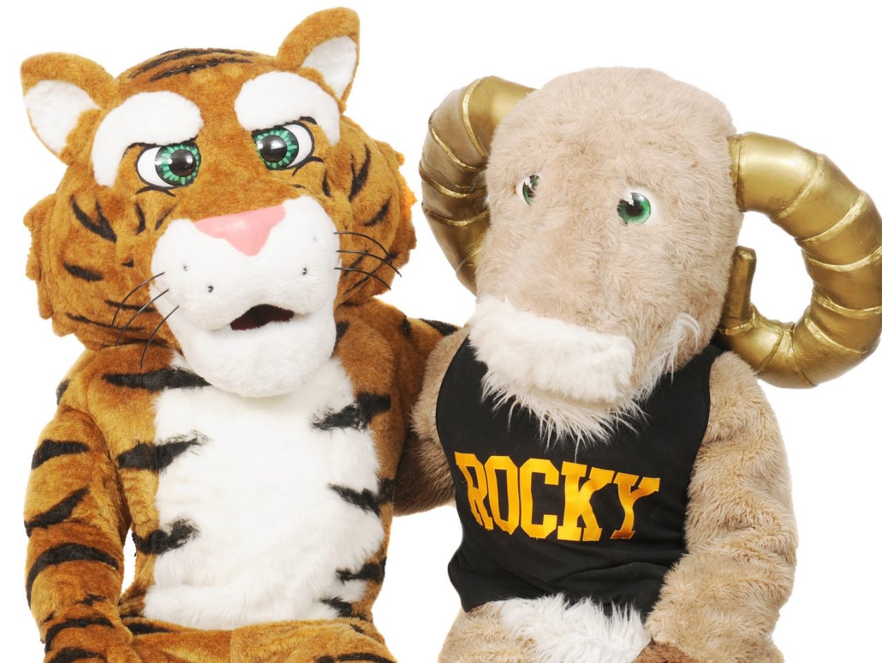 Dalhousie Tigers and Rams