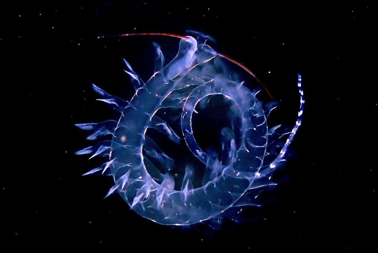 A blue jellyfish in the dark with stars in the background.