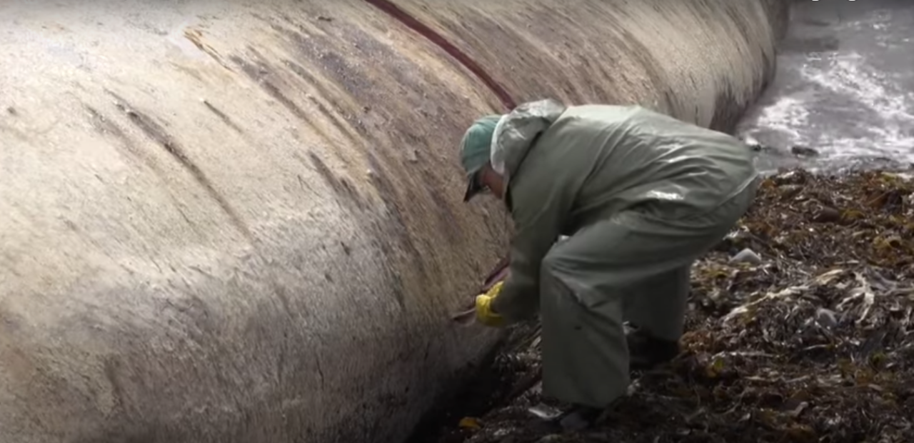 A scientist examines beached blue whale .