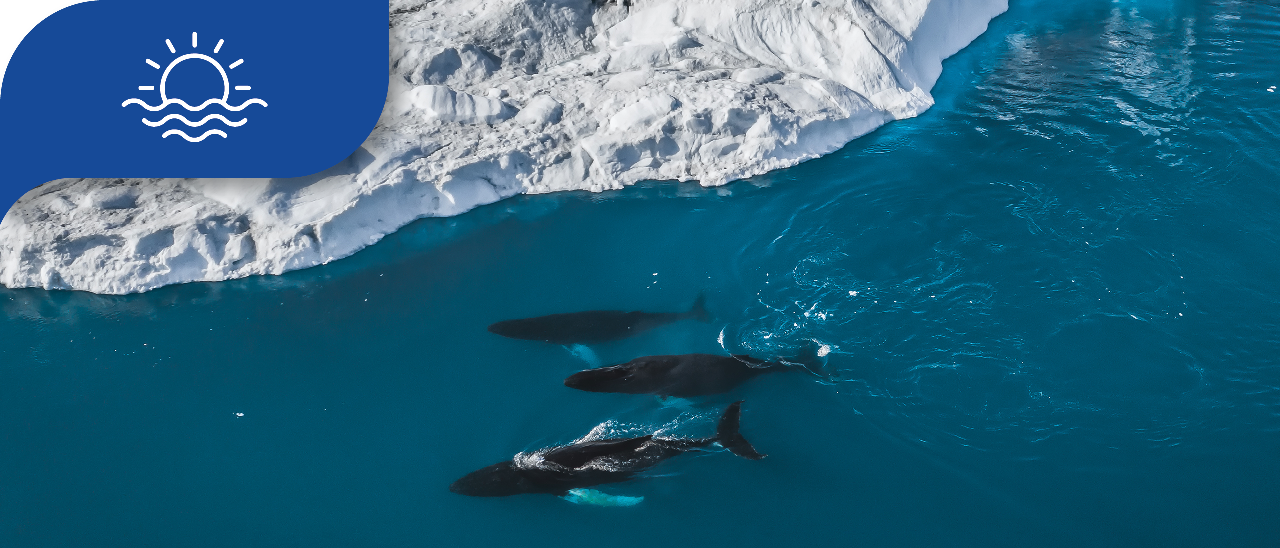 Aerial view of whales near icy coast.